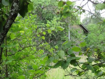 Dārza iela 17